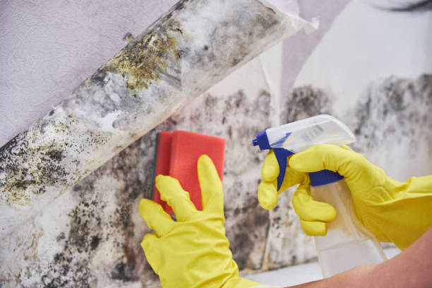 Why You Should Choose Our Mold Remediation Services in New Castle, IN